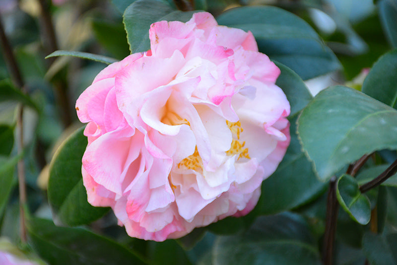 Camellia japonica 'Nuccio's Jewel'