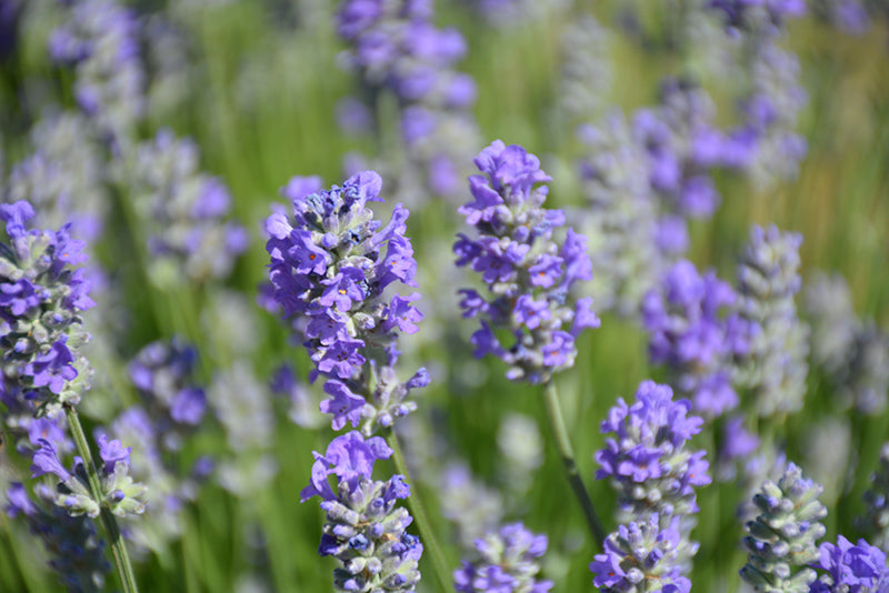 Lavandula angustifolia 'Munstead'