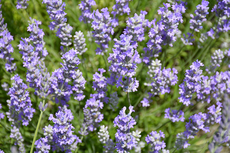 Lavandula angustifolia 'Blue Cushion'