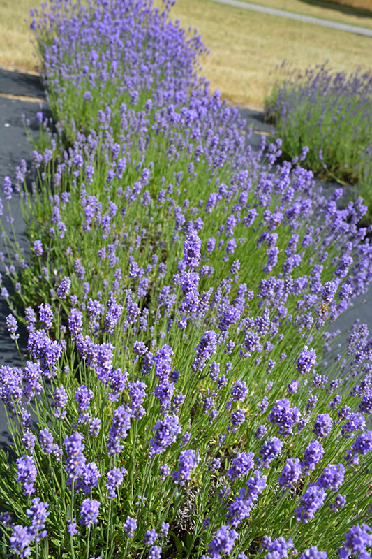 Lavandula angustifolia 'Hidcote Blue'