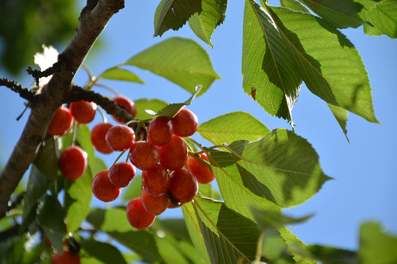 Prunus avium 'Rainier'