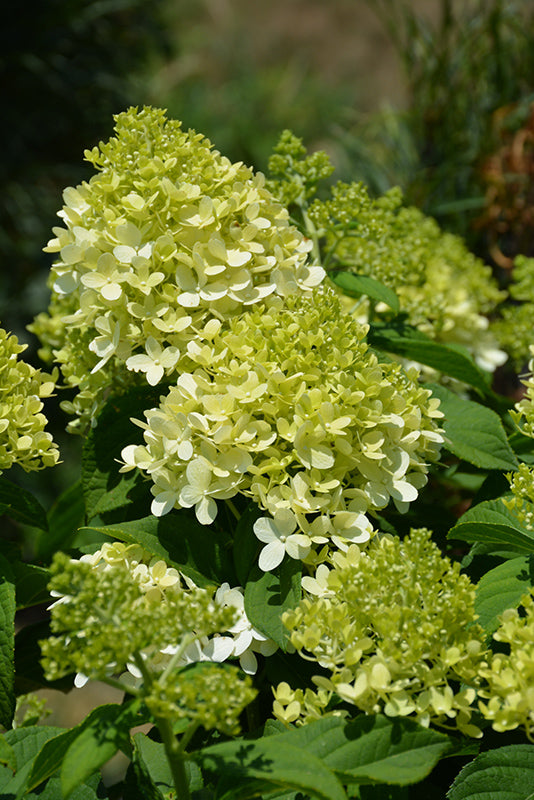 Hydrangea paniculata 'Little Lime'