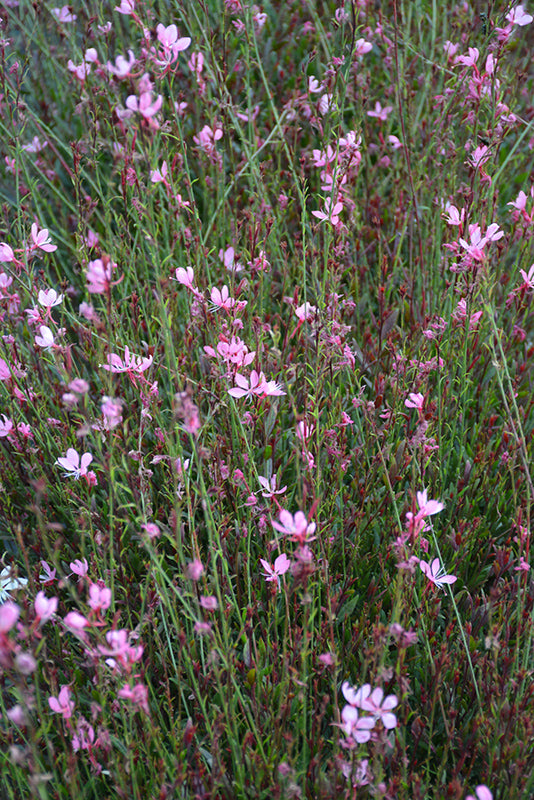 Gaura 'Bantam Pink'