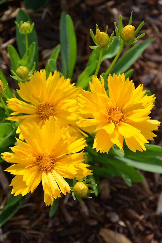 Coreopsis 'Solanna'