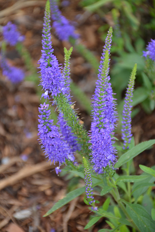 Veronica 'Vernique Blue Improved'