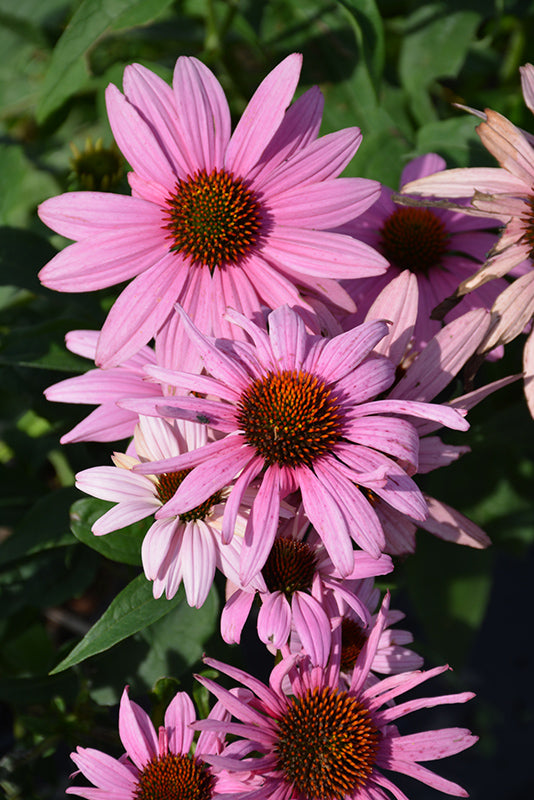 Echinacea purpurea 'Prairie Splendor'
