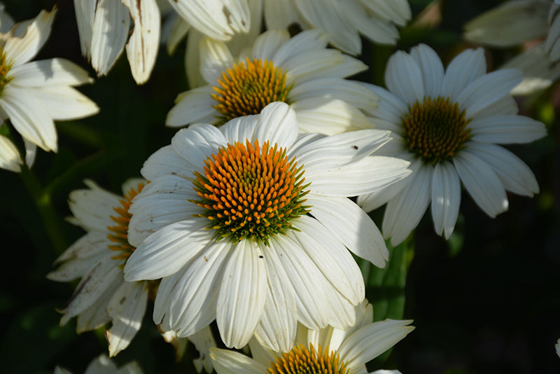 Echinacea 'Pow Wow White'