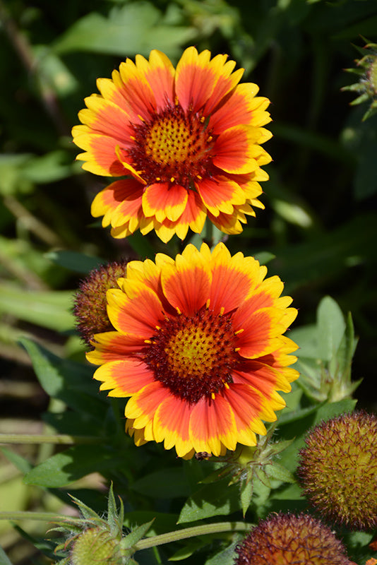 Gaillardia x grandiflora 'Arizona Sun'