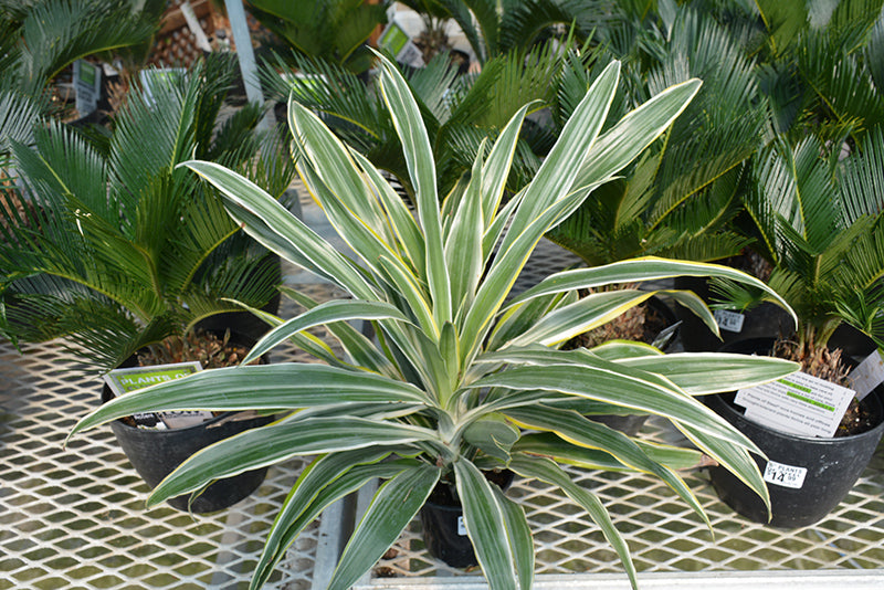 Dracaena warneckii