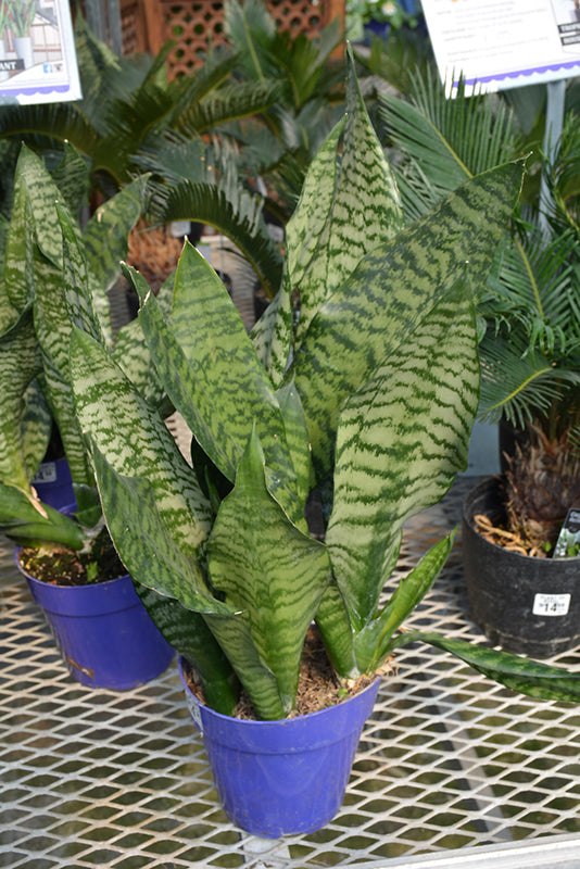 Sansevieria trifasciata 'Futura Robusta'