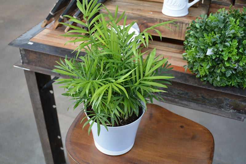 Chamaedorea elegans