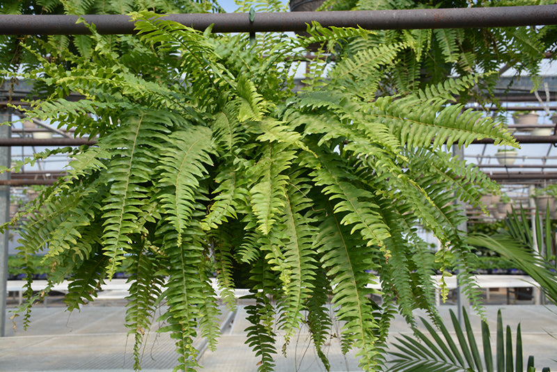 Nephrolepis exaltata