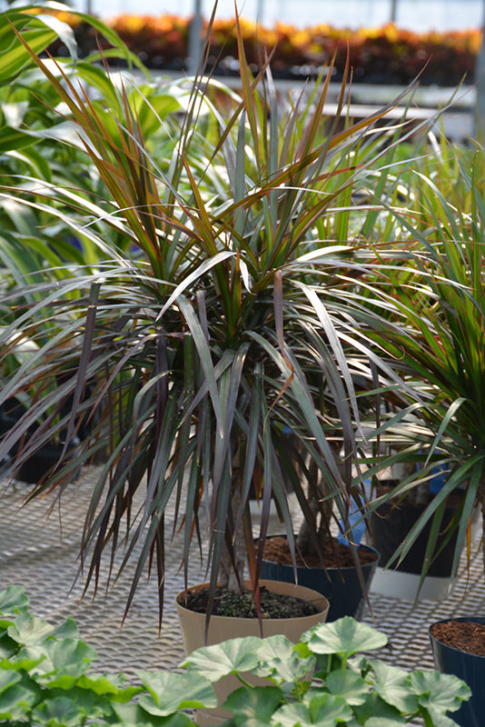 Dracaena marginata