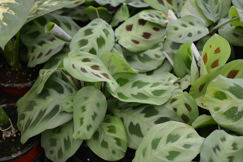 Maranta 'Green Prayer'