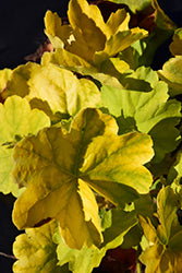 Heuchera 'Northern Exposure Lime'