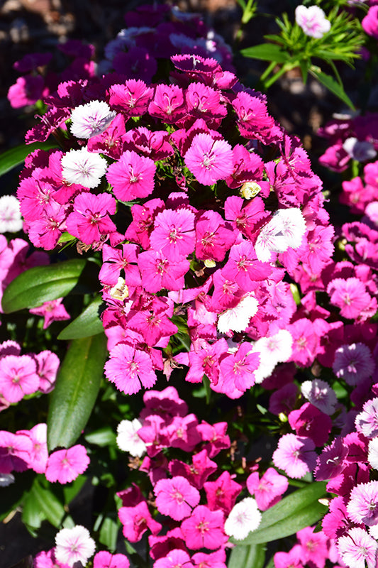 Dianthus 'Jolt Pink Magic'