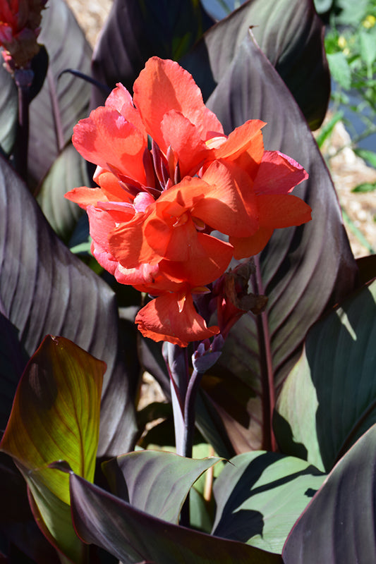 Canna 'Cannova Orange Chocolate'