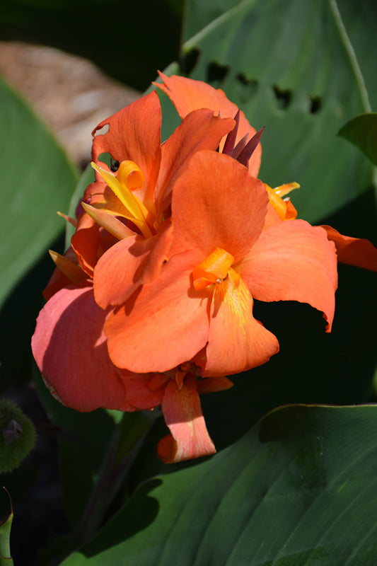 Canna cannova 'Orange Shades'
