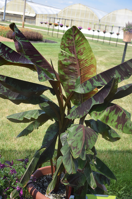 Musa acuminata 'Zebrina'