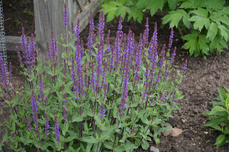 Salvia nemorosa 'Caradonna'