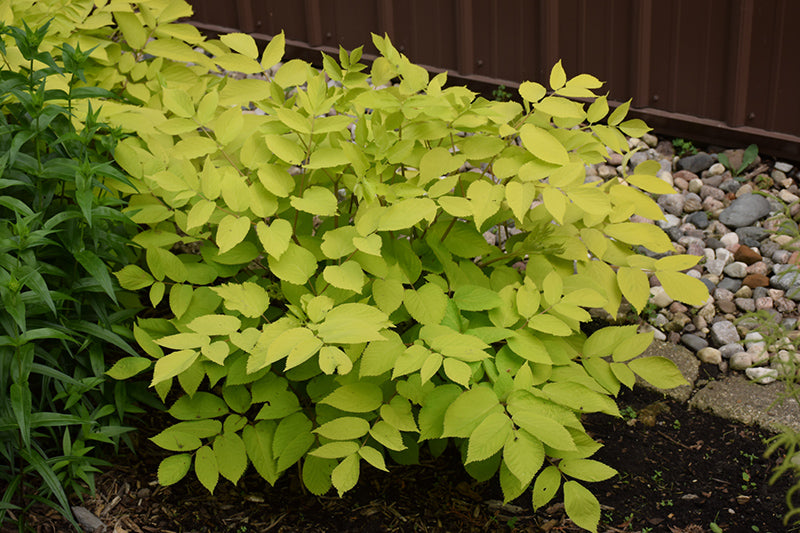 Aralia cordata 'Sun King'