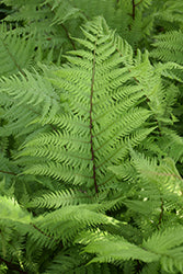 Athyrium filix-femina angustum rubellum (Lady in Red Fern)