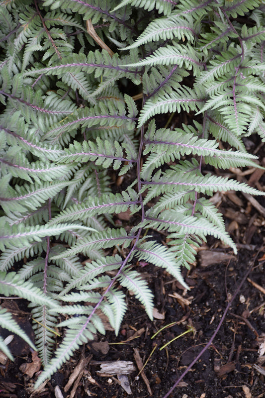 Athyrium 'Godzilla'
