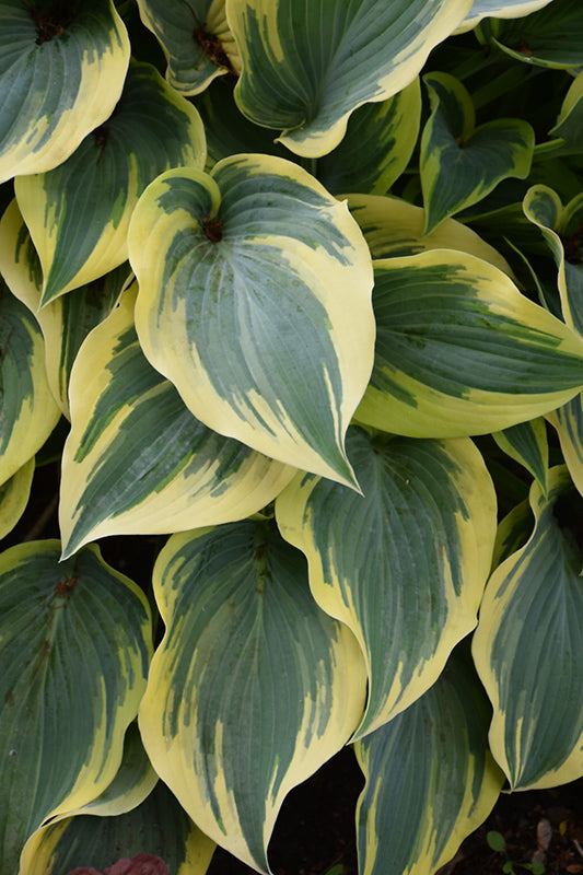 Hosta 'First Frost'