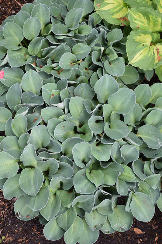 Hosta 'Blue Mouse Ears'