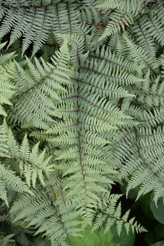 Athyrium 'Ghost'
