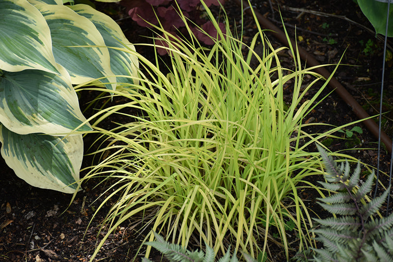 Carex elata 'Bowle's Golden'