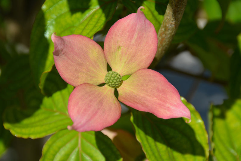Cornus kousa 'Rosy Teacups'