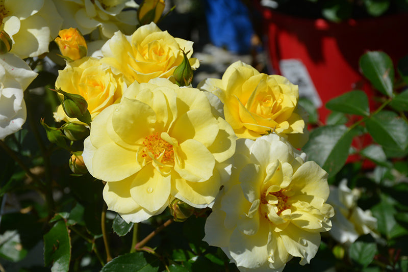 Rosa 'Sky's The Limit'