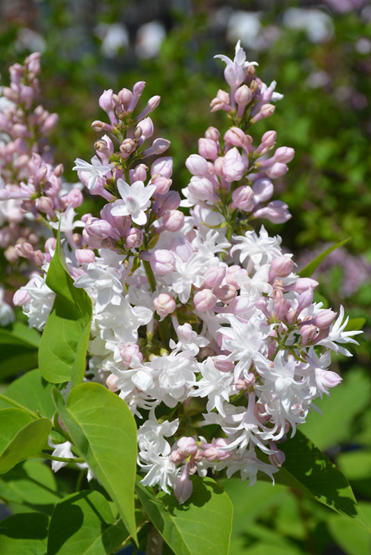 Syringa vulgaris 'Beauty of Moscow'