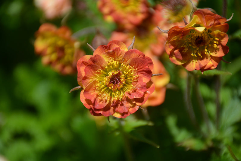 Geum 'Alabama Slammer'