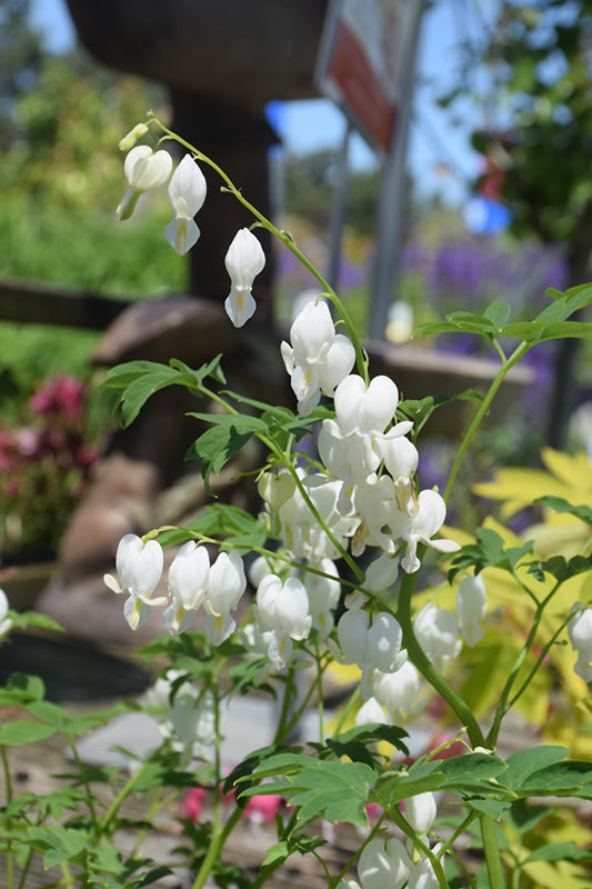 Dicentra spectabilis 'Alba'