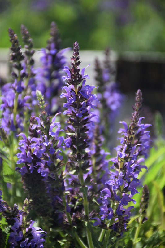 Salvia nemorosa 'Marcus'