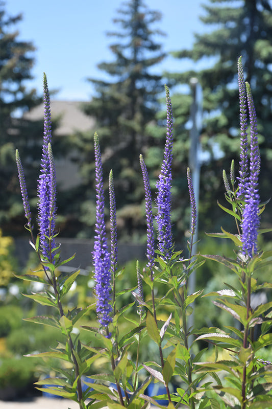Veronica hybrid 'Blue Skywalker'
