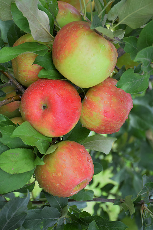 Apple - Malus 'Honeycrisp'