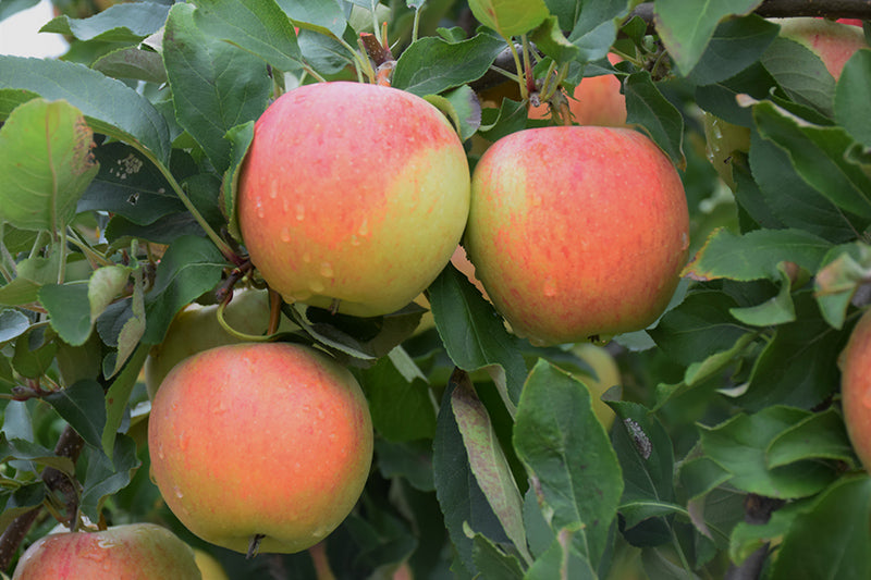 Apple - Malus 'Gala'