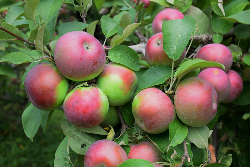 Apple - Malus 'Red MacIntosh'