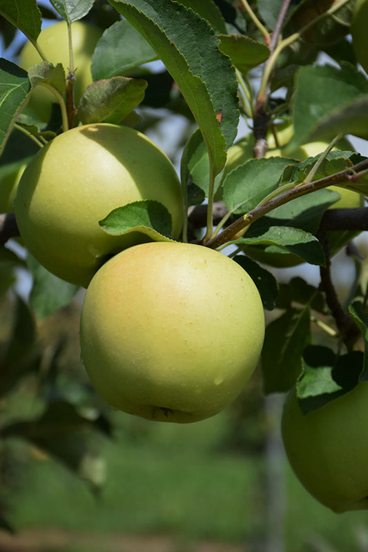 Apple - Malus 'Golden Delicious'
