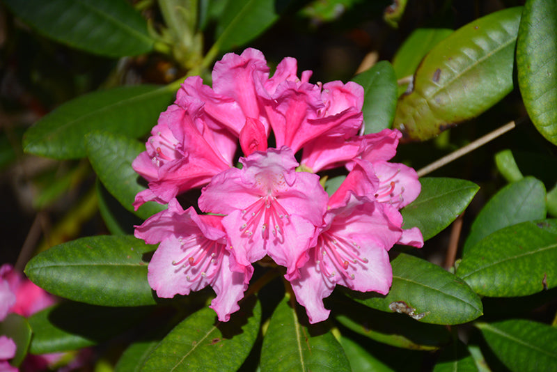 Rhododendron 'Haaga'