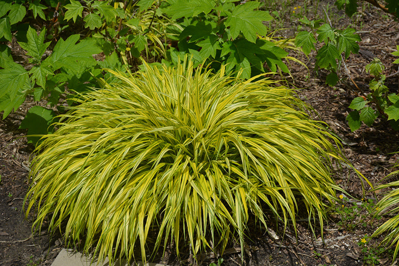 Hakonechloa macra 'Aureola'