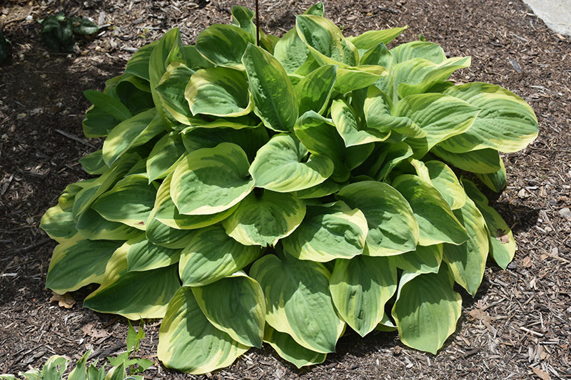 Hosta 'Bedazzled'