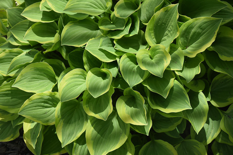 Hosta 'Golden Tiara'