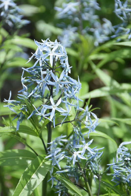 Amsonia 'Arkansas Blue Star'