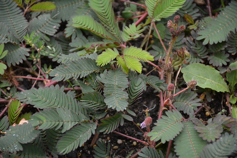 Mimosa pudica