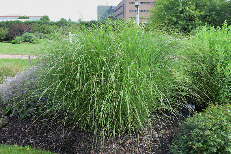 Miscanthus sinensis 'Sarabande'