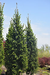 Picea  abies 'Christina'